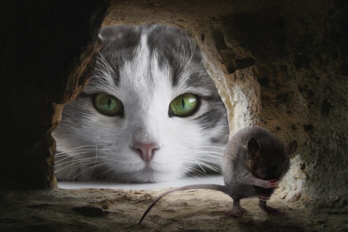 gato-come-rato-caça-scaled