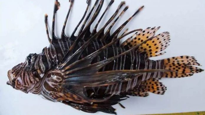 peixe-leao-arraialcabo-e1630337529259