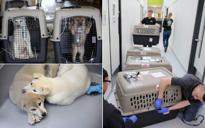 humane-society-intern_fran-
