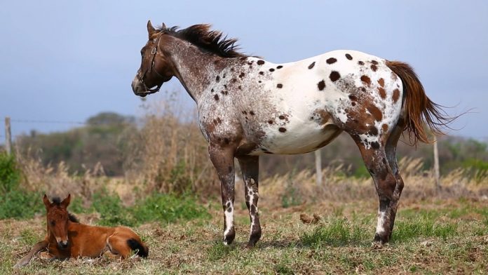 nc-cavalos-appalousa-2811213