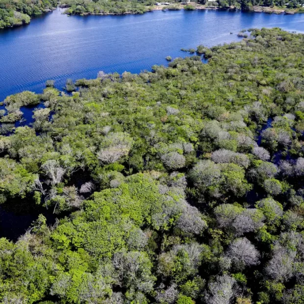 Amazonia-620x620