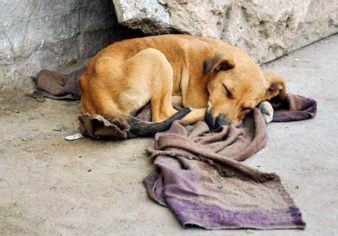 animais abandonados