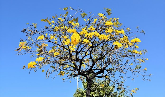 Arborizacao