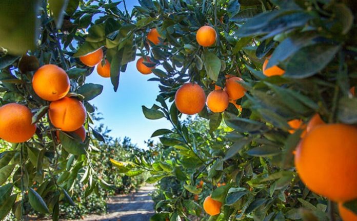 Orange plantation in California USA