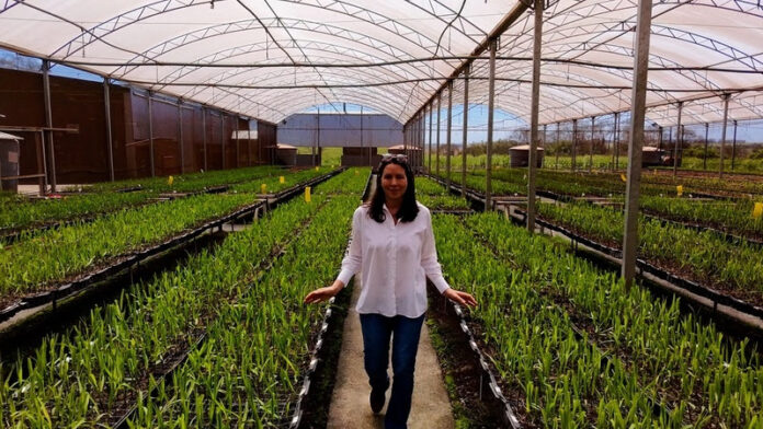 laura vicentini SP