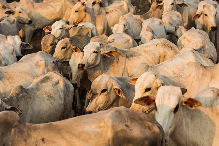 Cattle in the AmazonGado na Amazônia